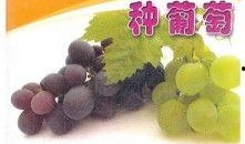 爆料葡萄种植技术视频教程,视频教程带你轻松掌握核心技术